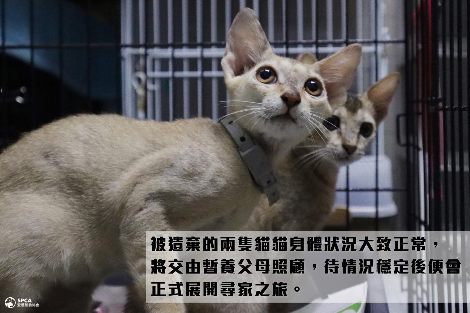 愛協指,兩隻棄貓目前身體狀況大致正常,將會交由暫養父母代為照顧。(愛協fb圖)