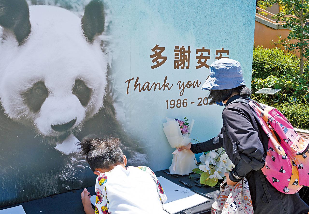 多謝安安 伴港人23載 安樂離世