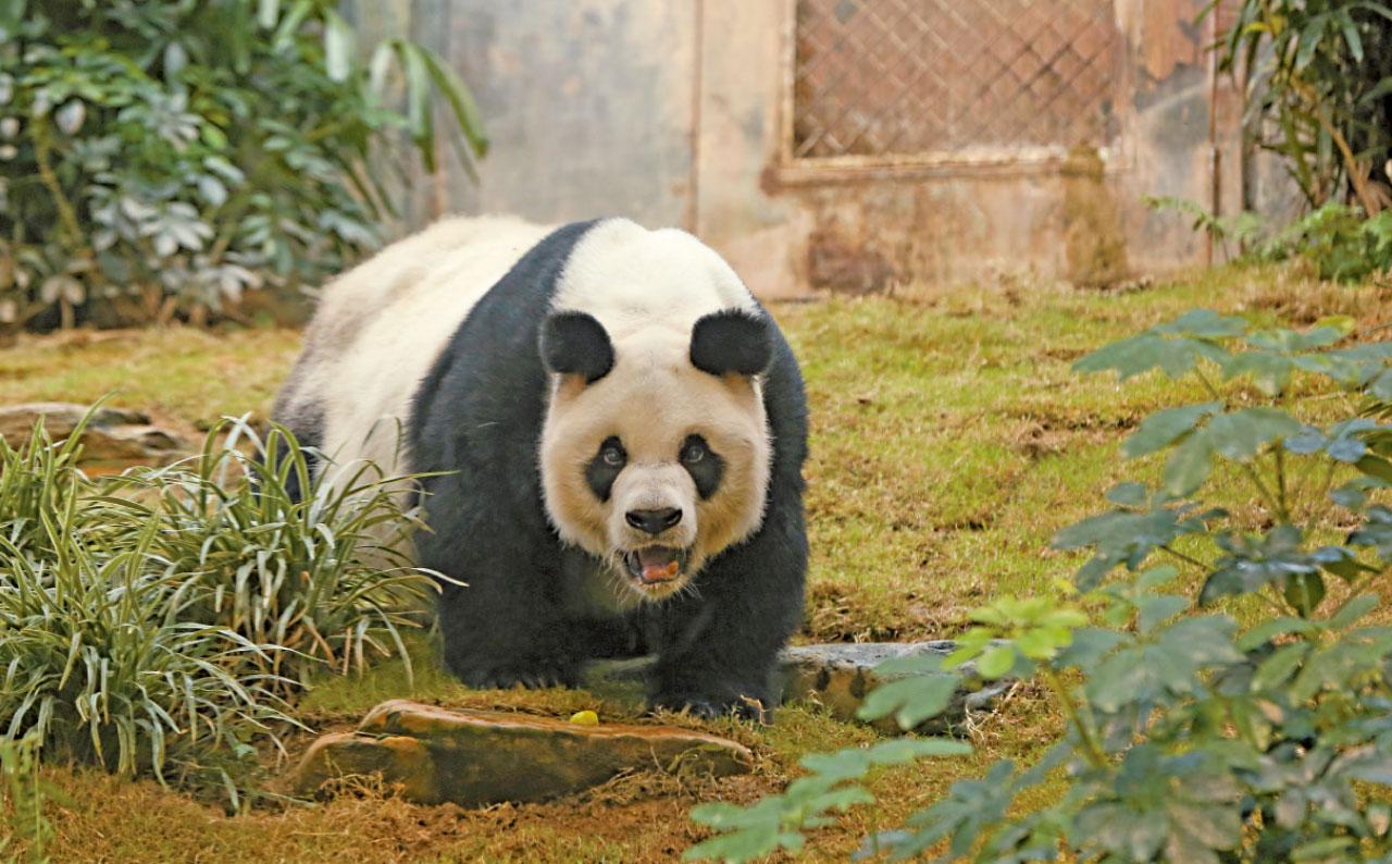 多謝安安 伴港人23載 安樂離世