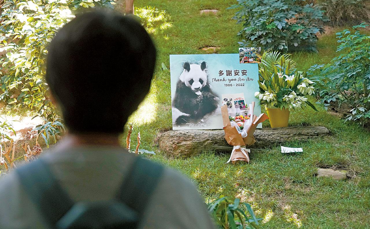 多謝安安 伴港人23載 安樂離世