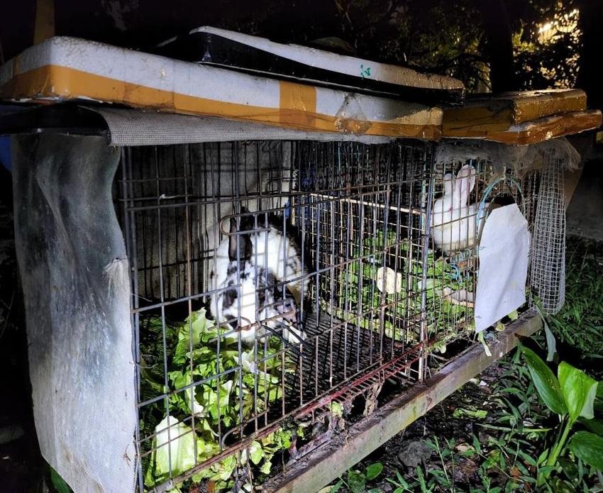 6兔鎖露天鐵籠衛生惡劣兼缺水 66歲男子涉殘酷對待動物被捕