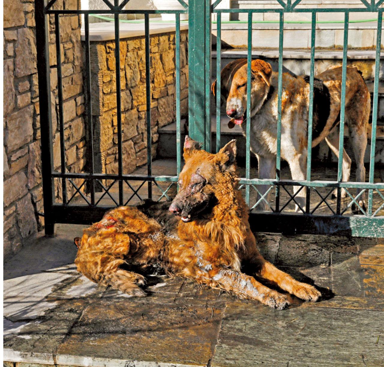 葡萄牙逾1000人熱死 英國40.3度火燒倫敦