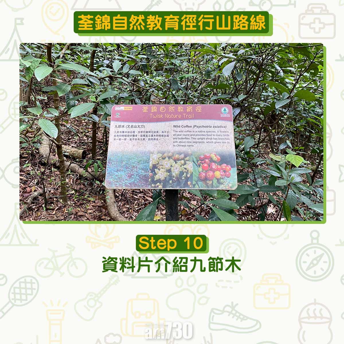 新手行山路線|荃錦自然教育徑 2公里短遊浸森林浴