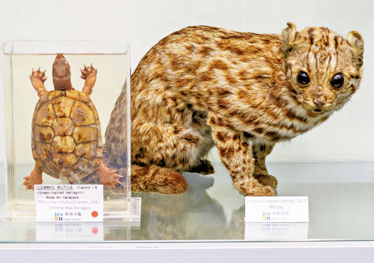 新港城中心化身熱帶雨林 體驗亞馬遜日夜秘景