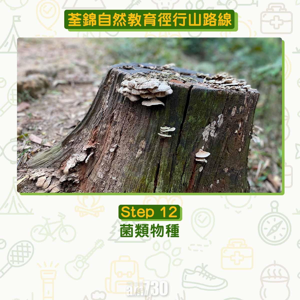 新手行山路線|荃錦自然教育徑 2公里短遊浸森林浴