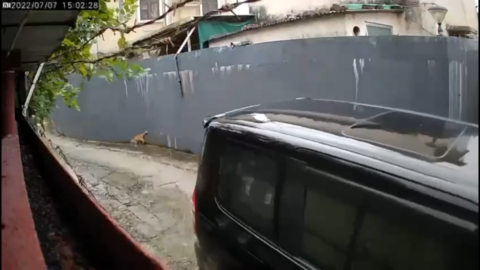 小心駕駛|7人車慢駛撞倒黃貓惹議