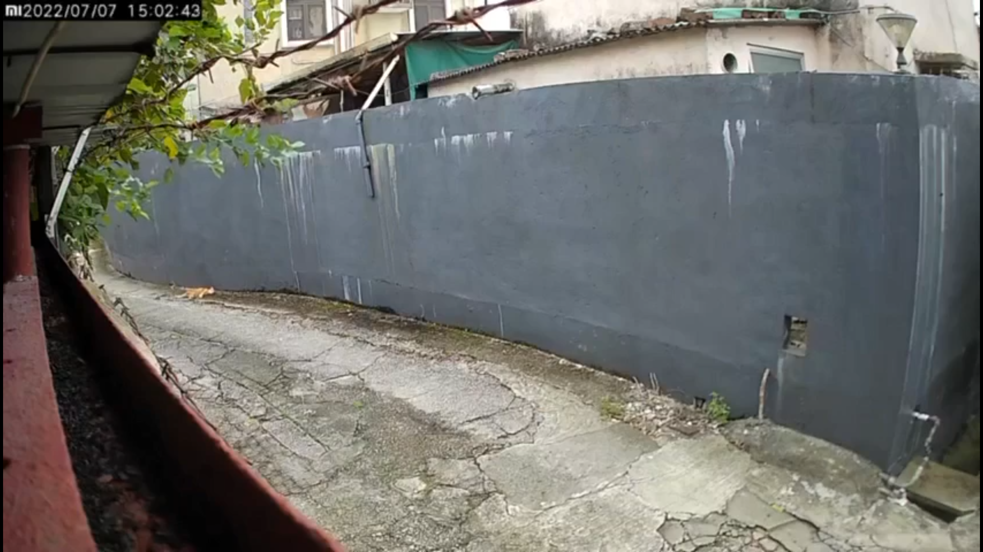 小心駕駛|7人車慢駛撞倒黃貓惹議