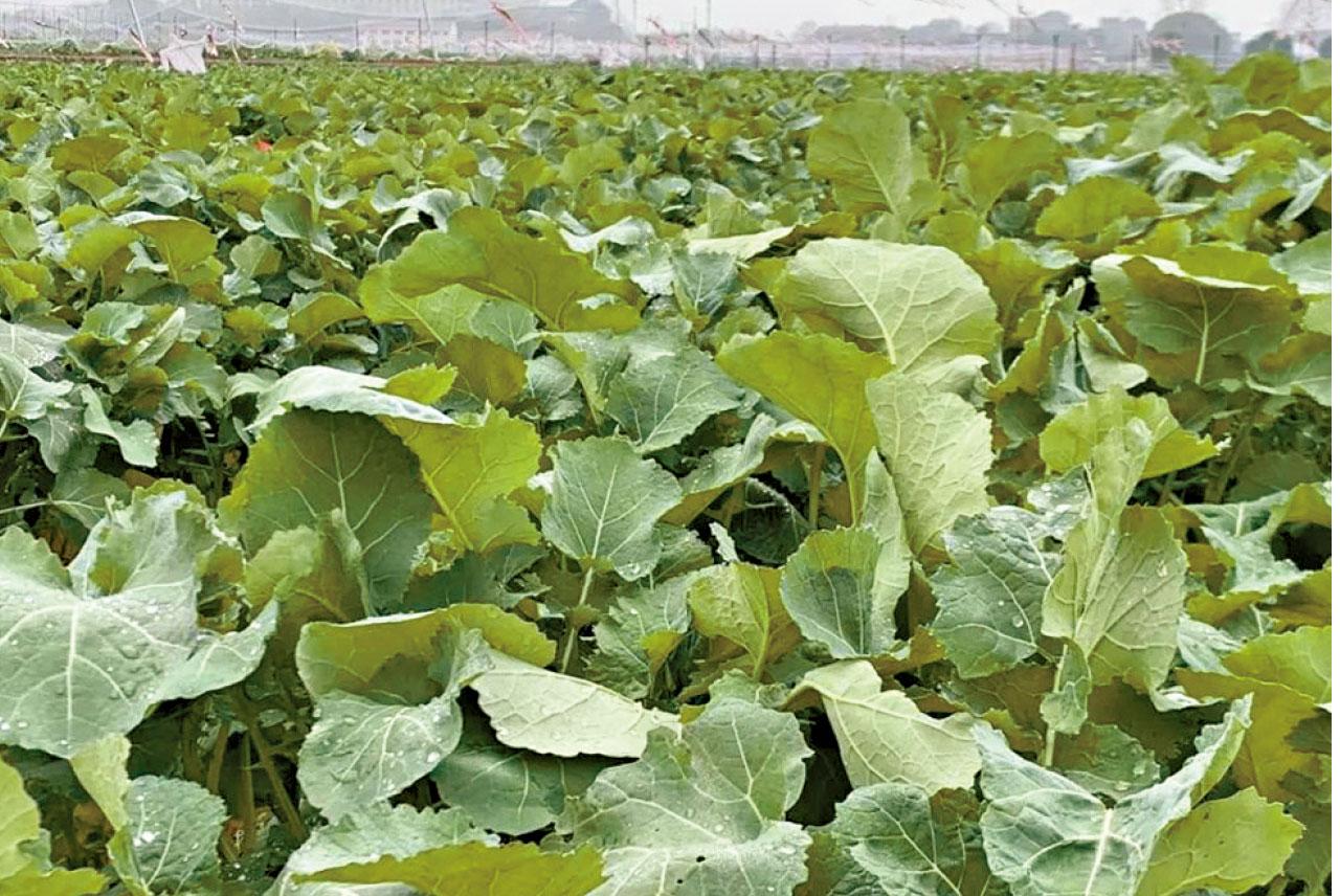 抗流感效果堪比特敏福 武漢科研「板藍根油菜」上市