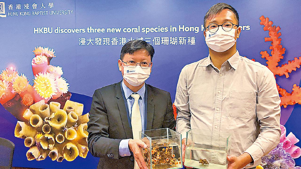香港水域生物多樣化 浸大再發現3石珊瑚物種