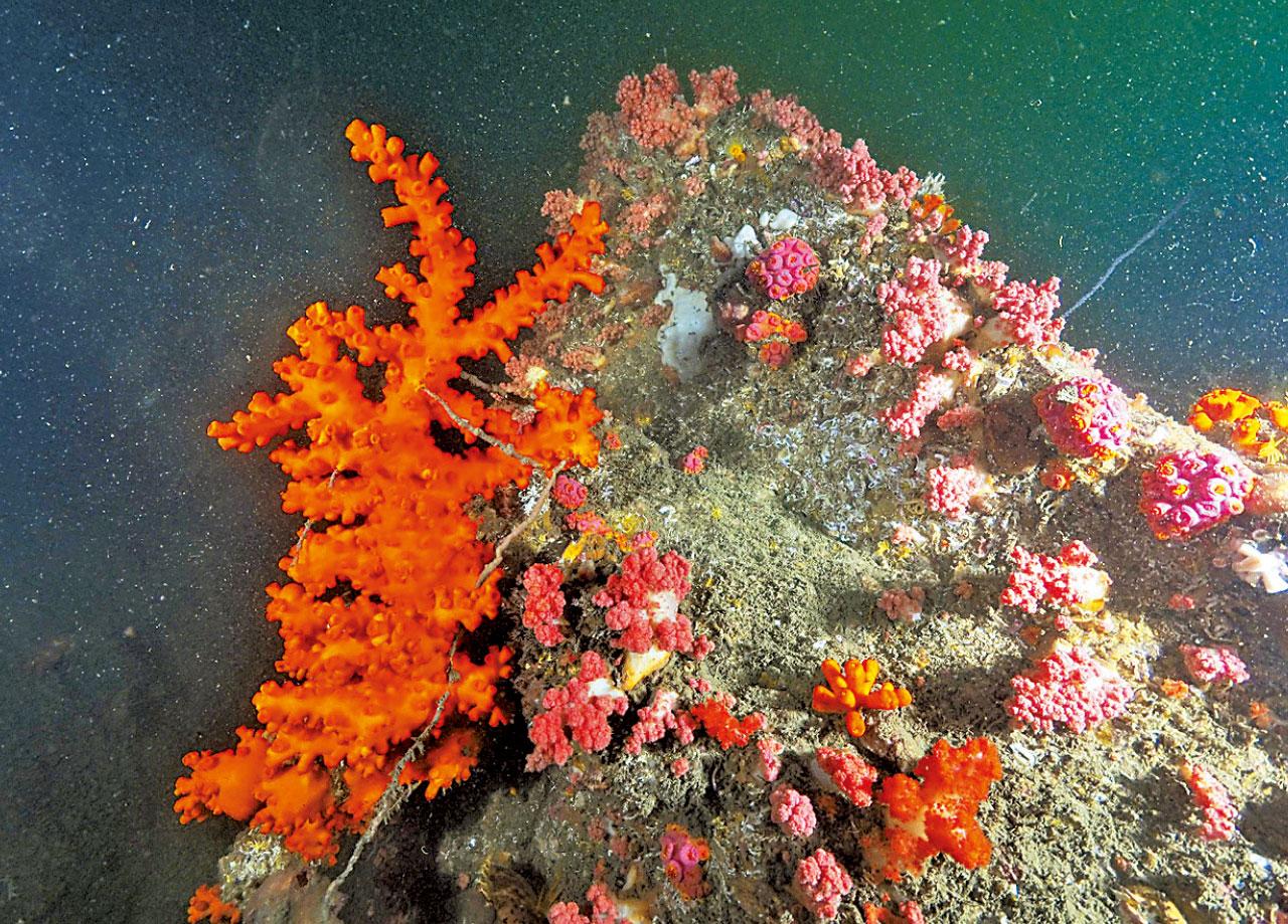 香港水域生物多樣化 浸大再發現3石珊瑚物種