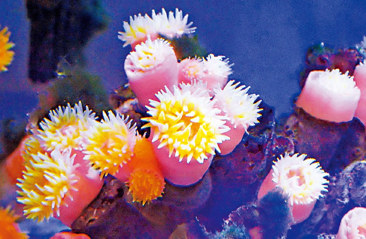 香港水域生物多樣化 浸大再發現3石珊瑚物種