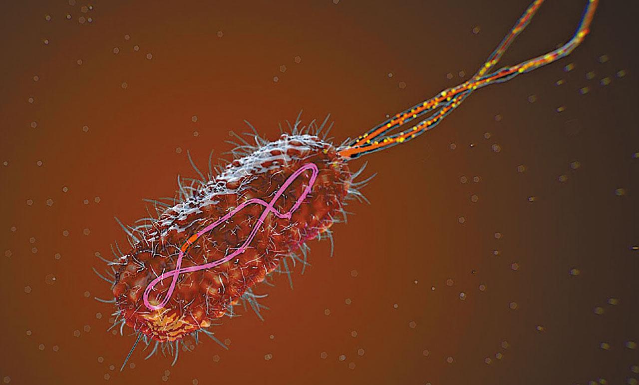 研究證實西化飲食易患大腸癌