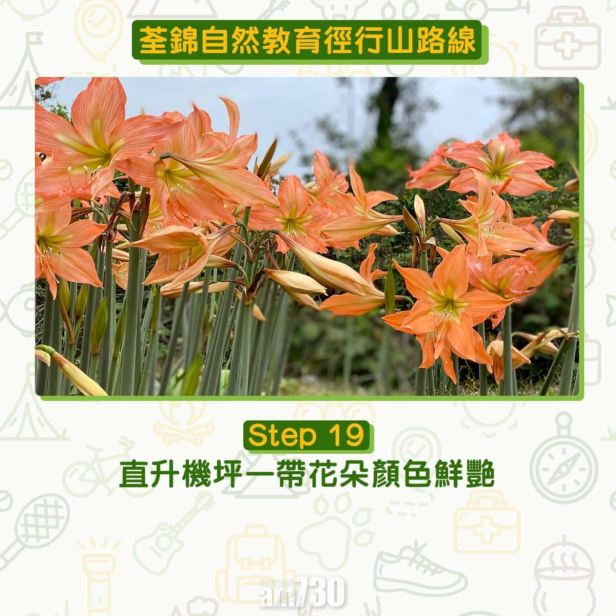 新手行山路線|荃錦自然教育徑 2公里短遊浸森林浴