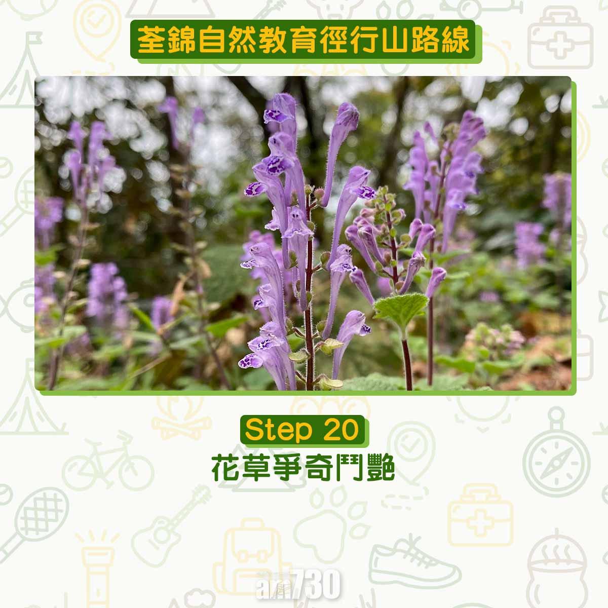 新手行山路線|荃錦自然教育徑 2公里短遊浸森林浴