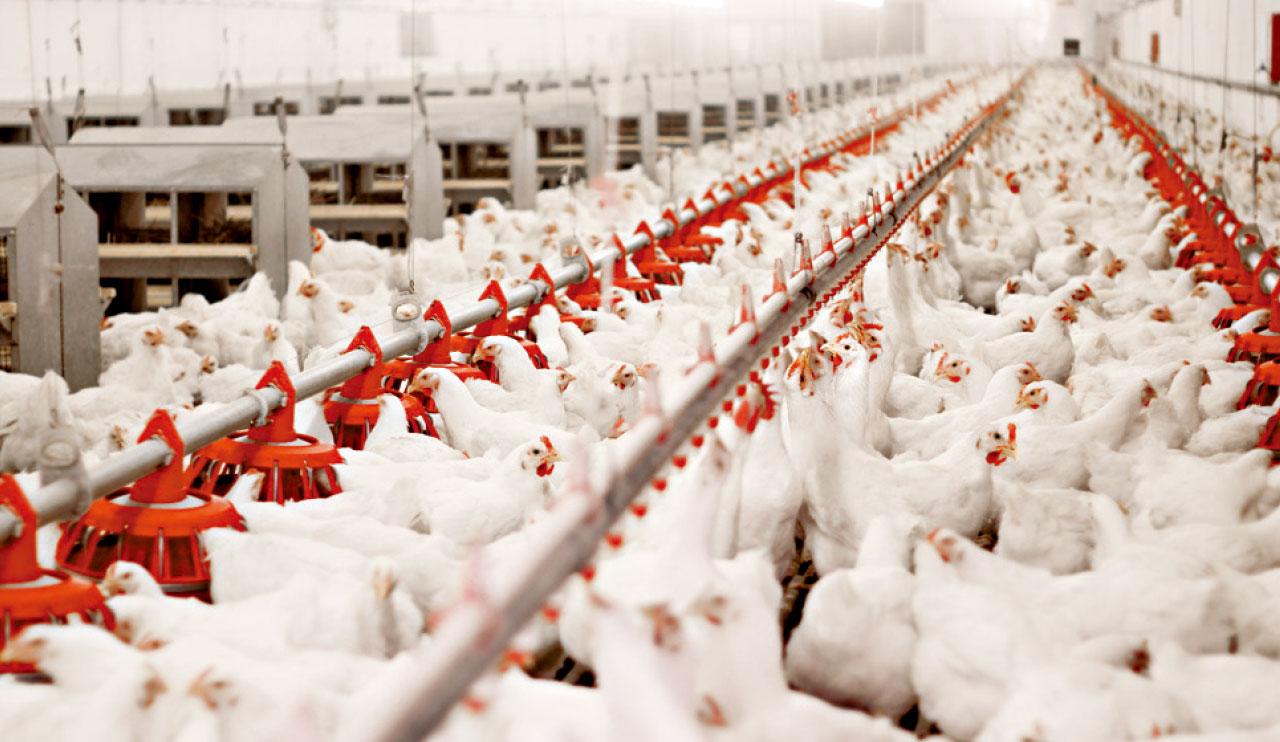 雞鳴與人工智能