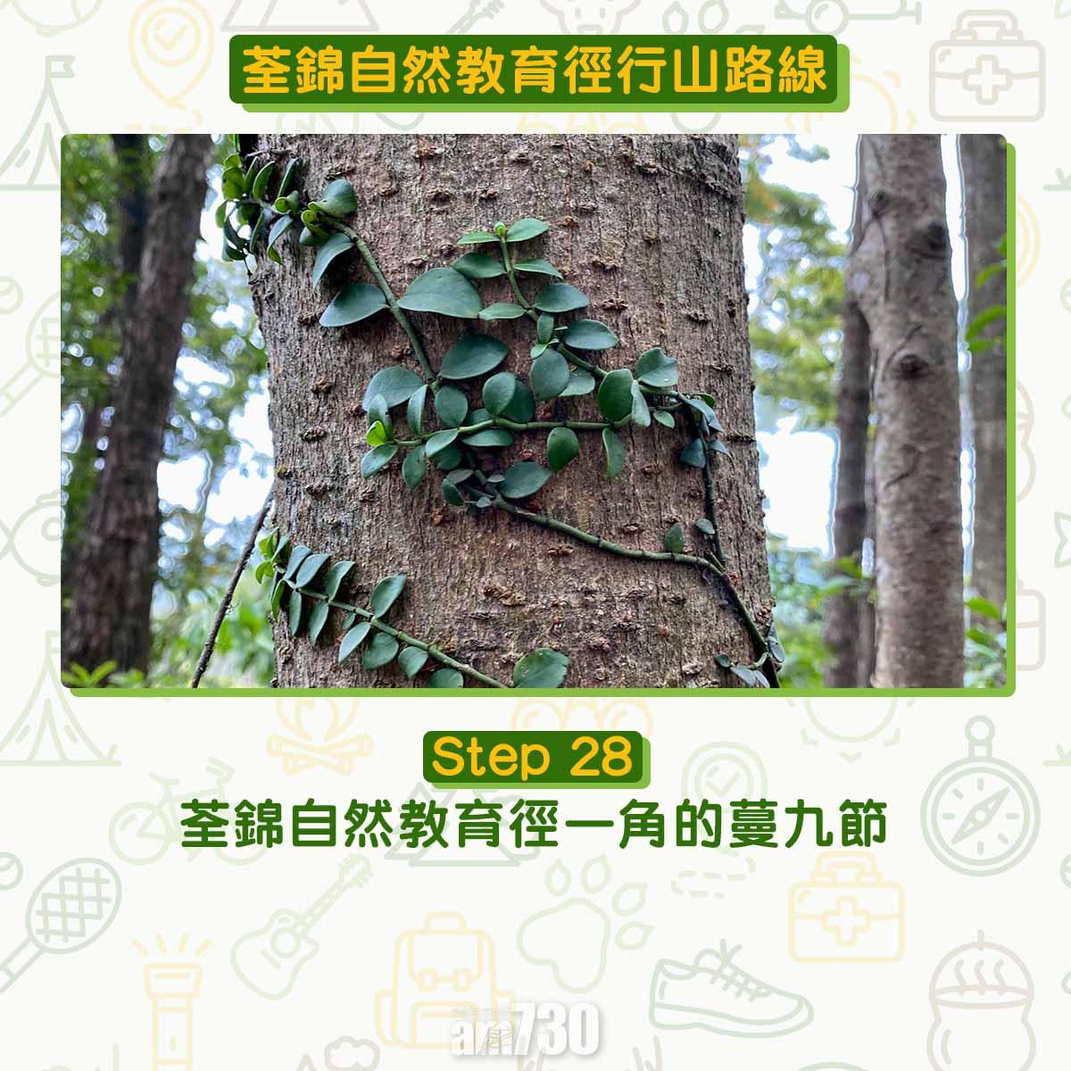 新手行山路線|荃錦自然教育徑 2公里短遊浸森林浴