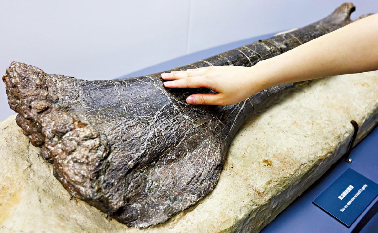 三角龍全球首展 科學館恐龍展免費入場