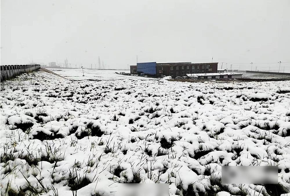青海天峻縣罕有在三伏天落雪。(互聯網)