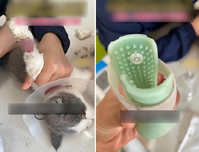 涉事貓咪被主人套上內側有「釘」的硅膠鞋長達七八天,導致四肢腐爛發臭。(互聯網)