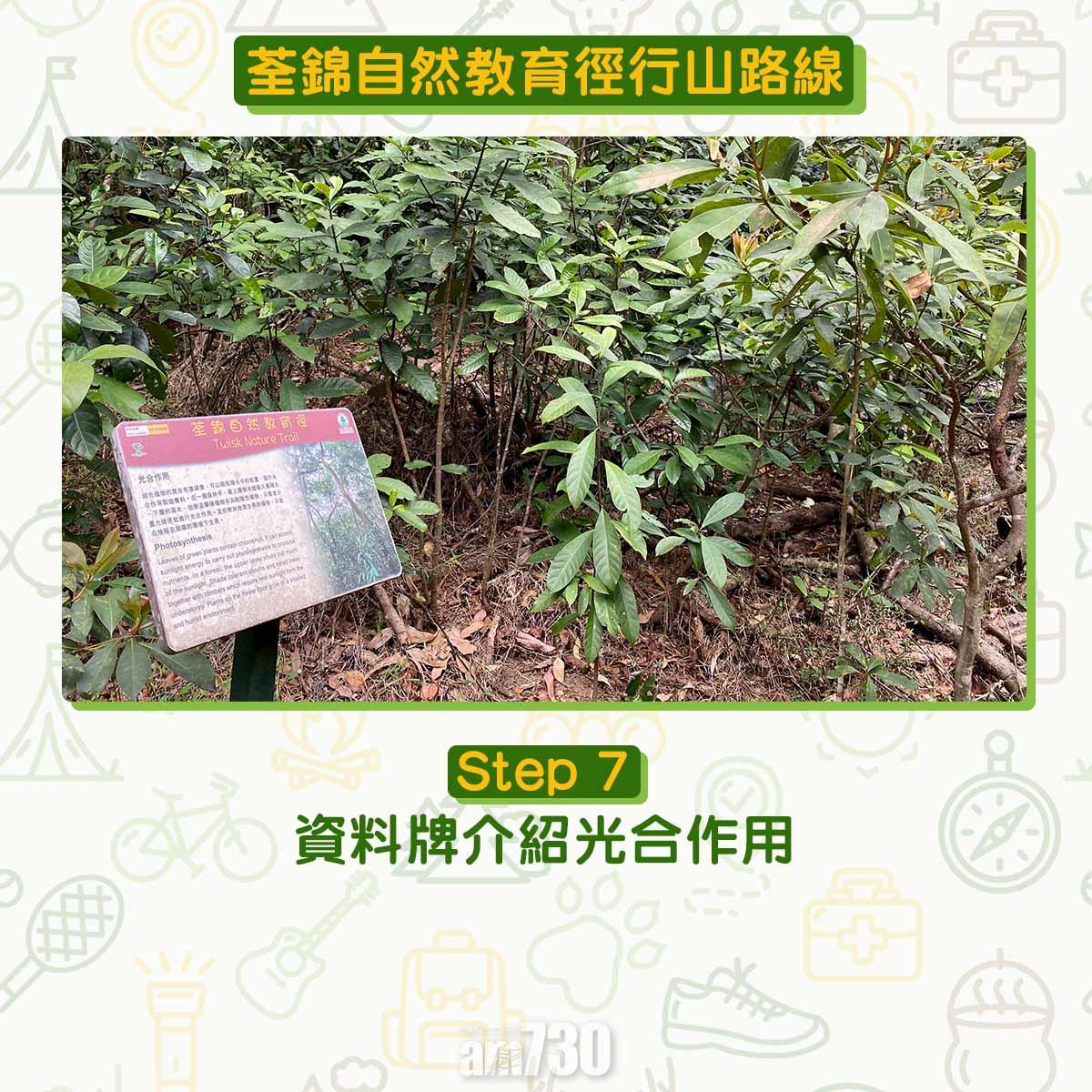 新手行山路線|荃錦自然教育徑 2公里短遊浸森林浴