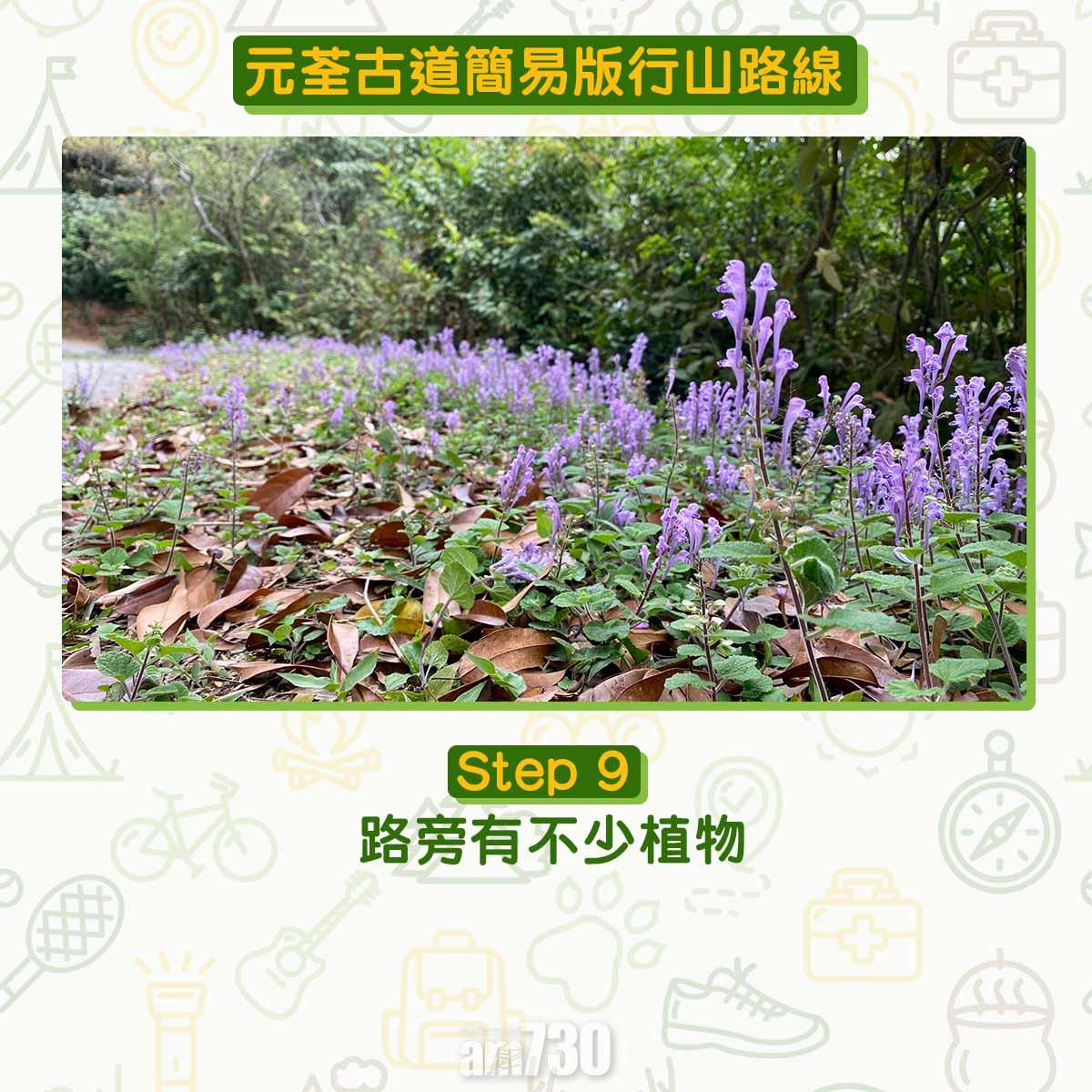 元荃古道行山路線