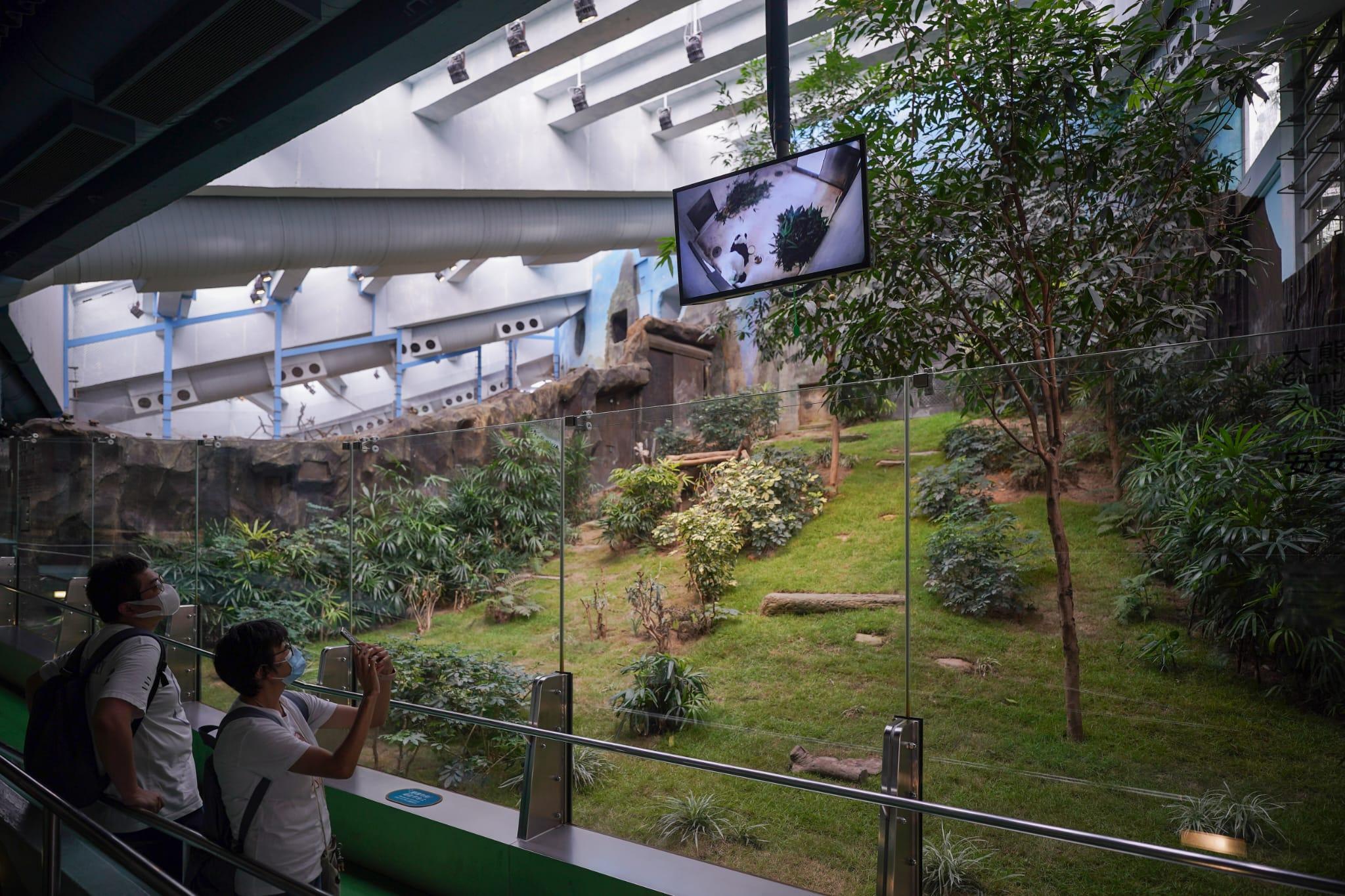 大熊貓安安「睡房」中有走動及疑有進食 海洋公園籲集氣