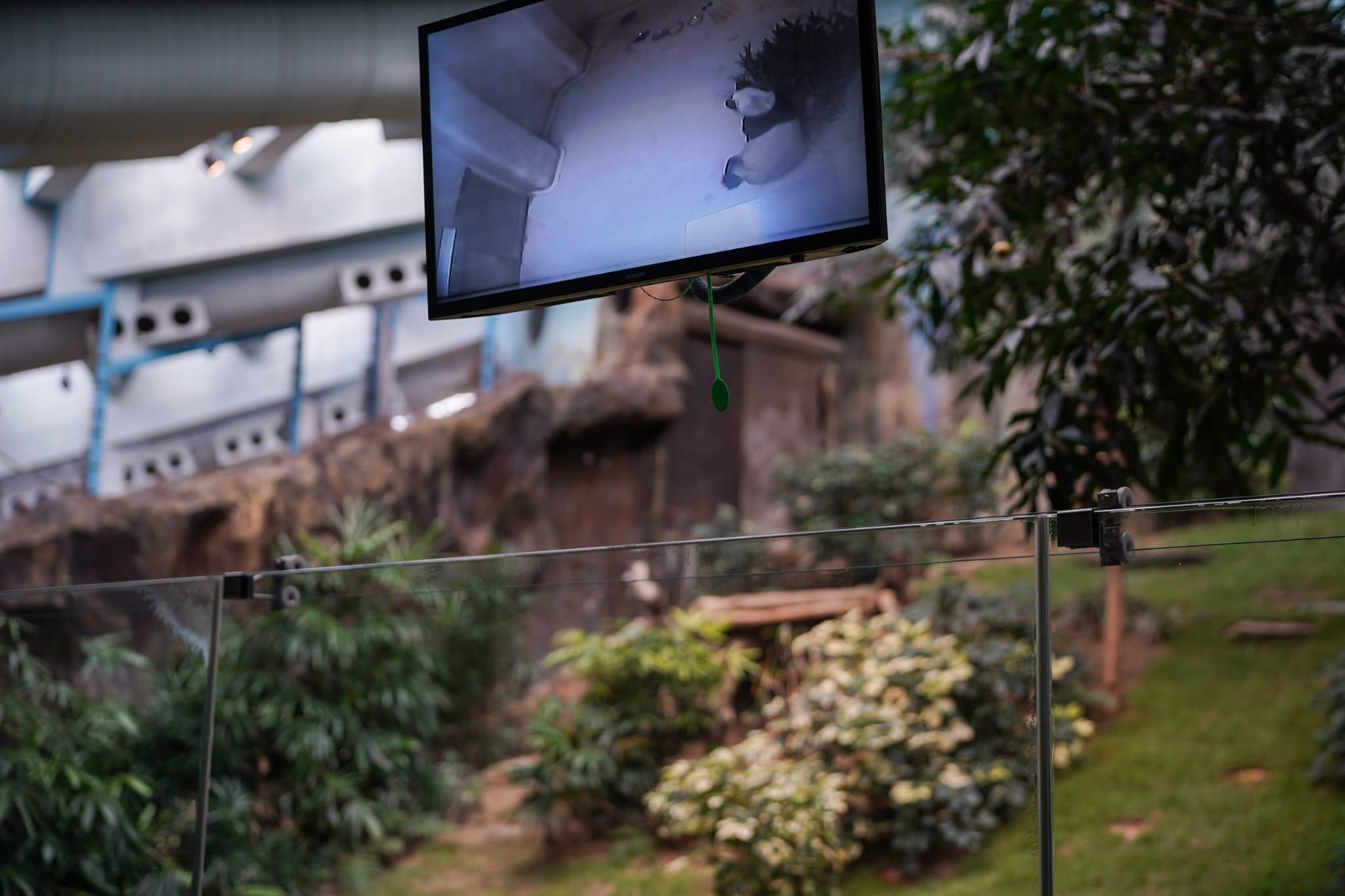 大熊貓安安「睡房」中有走動及疑有進食 海洋公園籲集氣