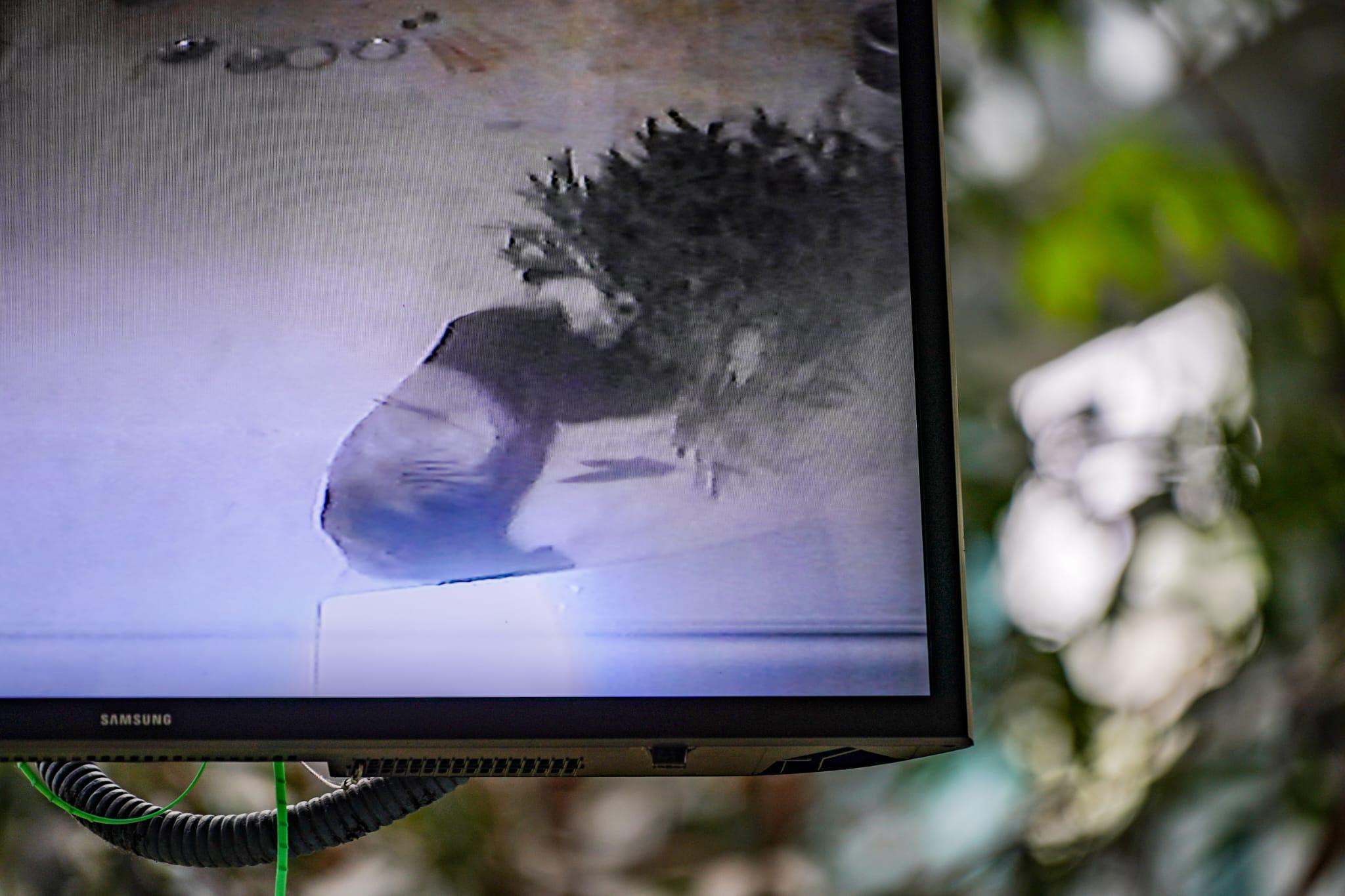 大熊貓安安「睡房」中有走動及疑有進食 海洋公園籲集氣