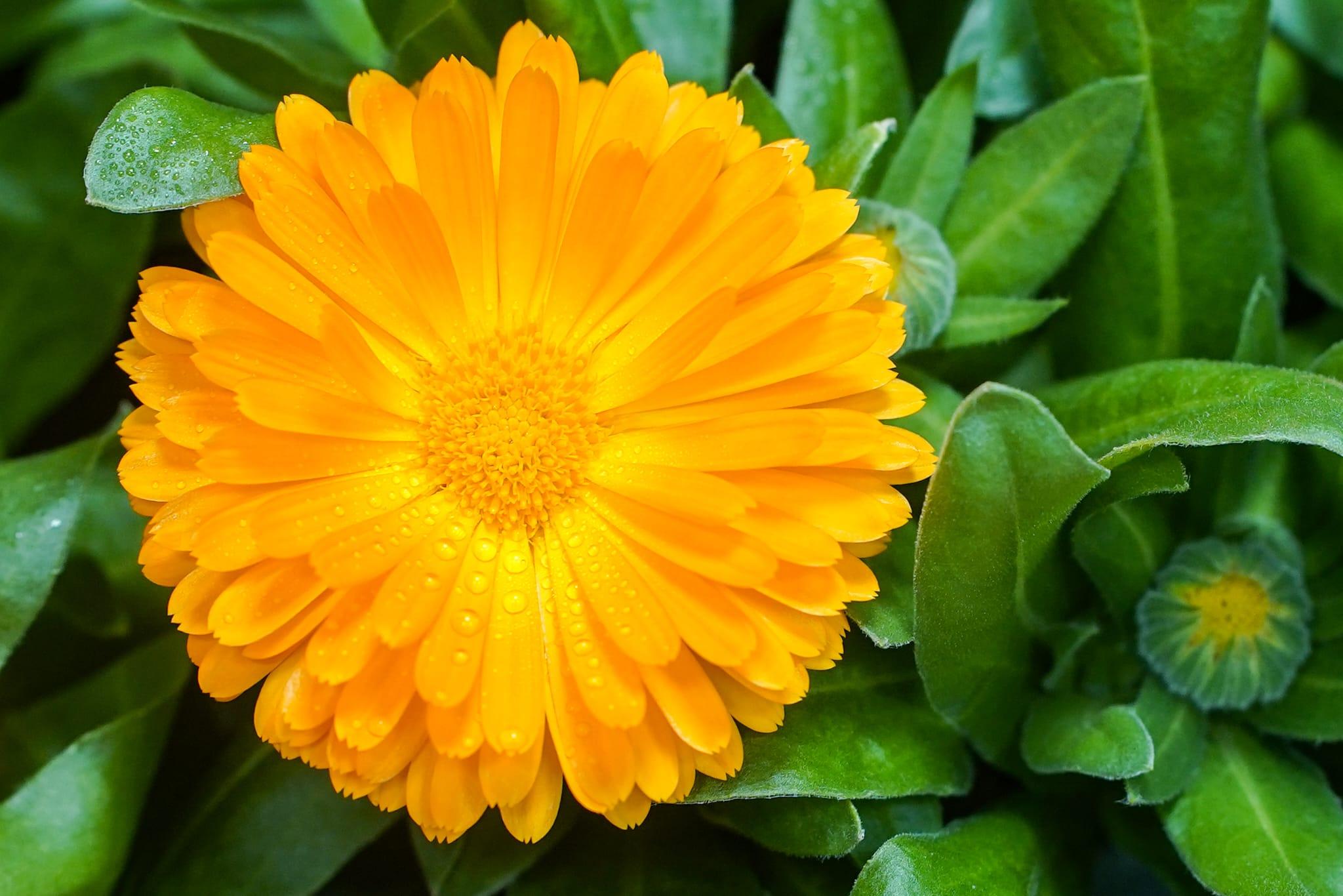 中心利用新技術成功栽種出西洋菜、紫白菜苗和金盞花。(李睿哲攝)