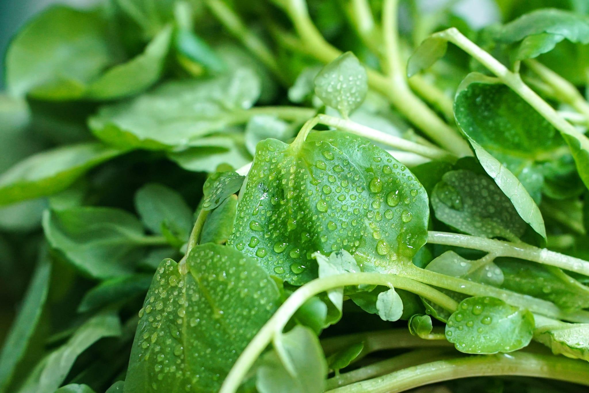 中心利用新技術成功栽種出西洋菜、紫白菜苗和金盞花。(李睿哲攝)