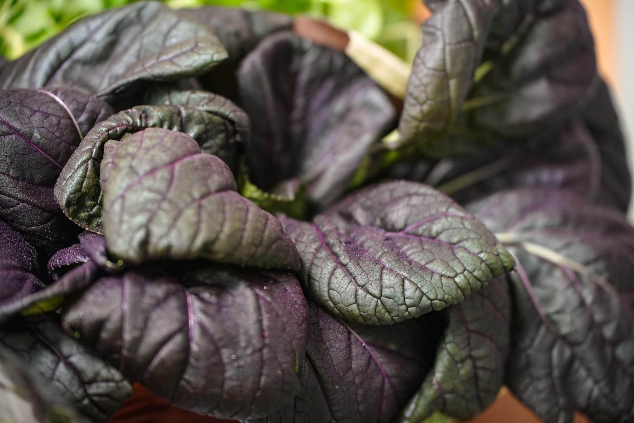 中心利用新技術成功栽種出西洋菜、紫白菜苗和金盞花。(李睿哲攝)