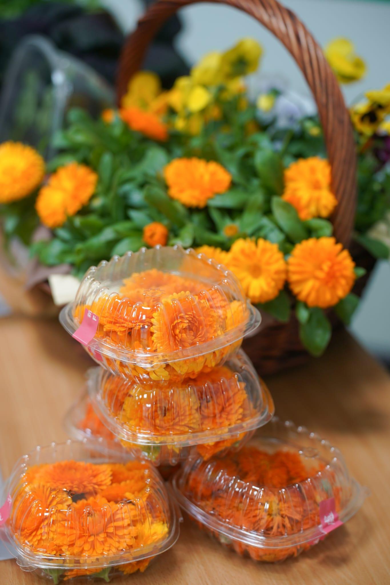 中心利用新技術成功栽種出西洋菜、紫白菜苗和金盞花。(李睿哲攝)