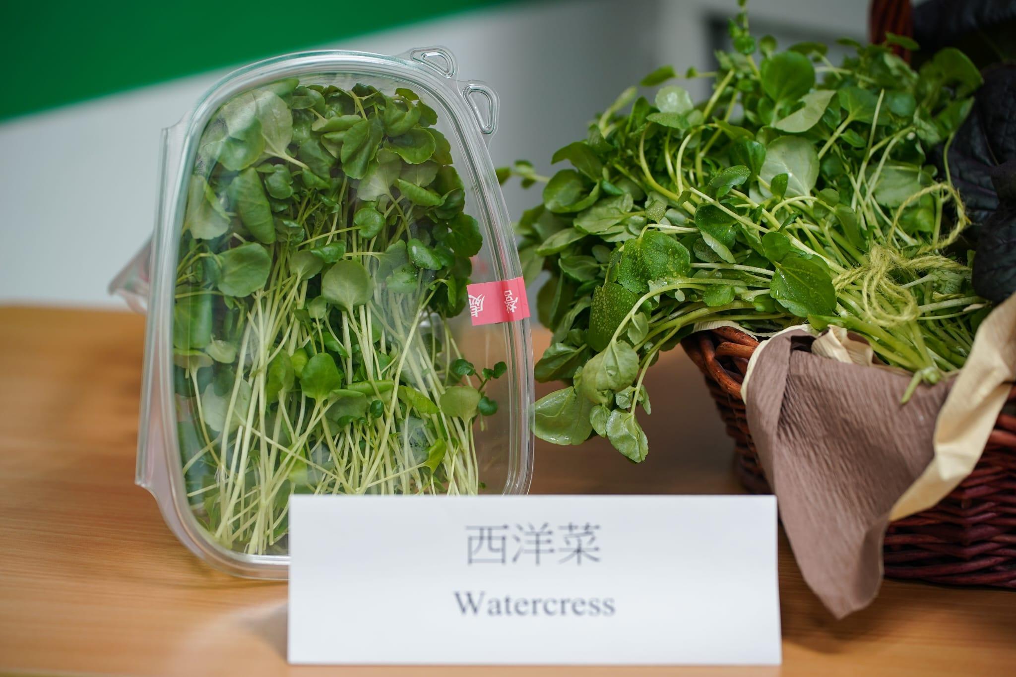 中心利用新技術成功栽種出西洋菜、紫白菜苗和金盞花。(李睿哲攝)