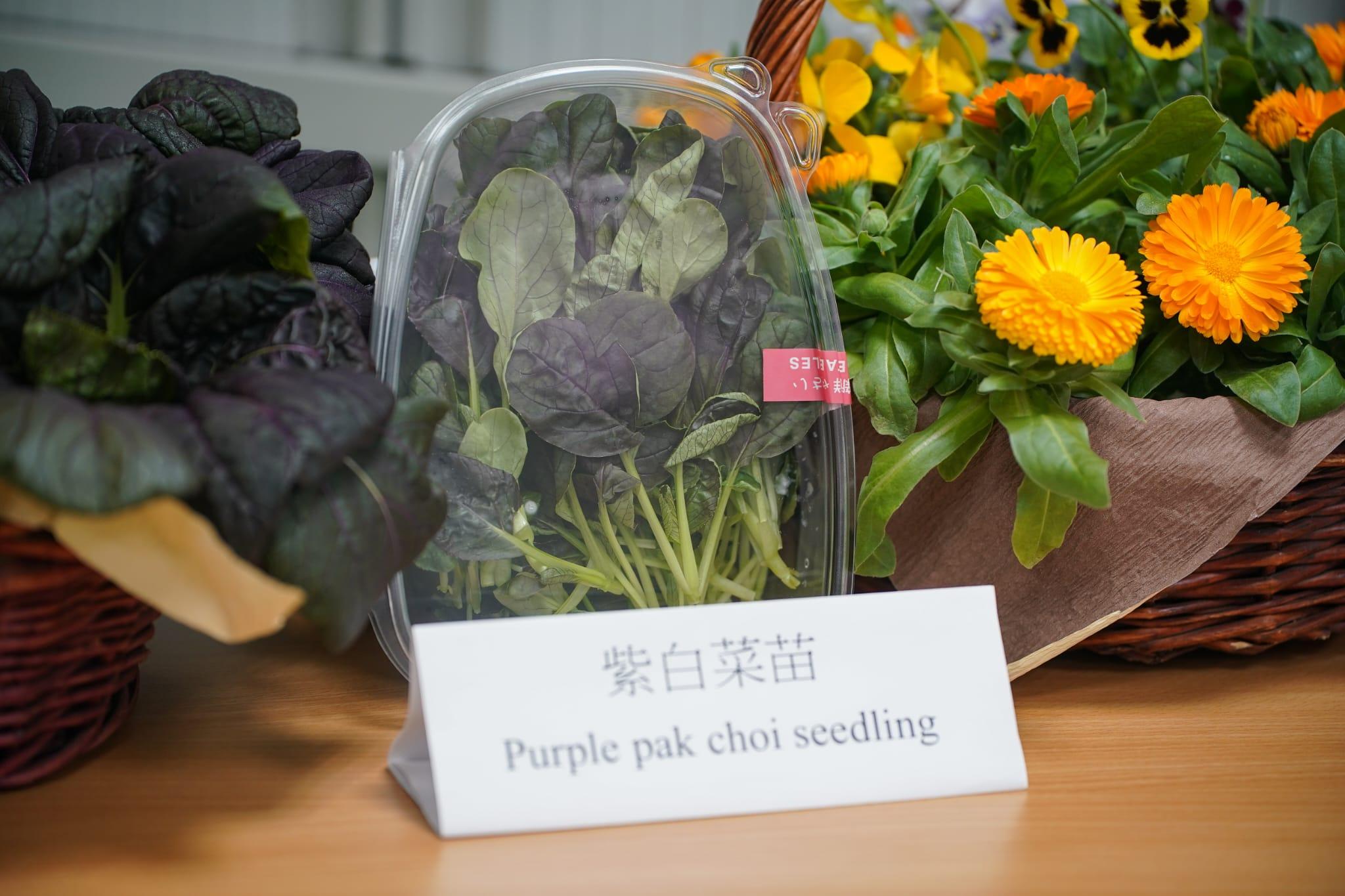 中心利用新技術成功栽種出西洋菜、紫白菜苗和金盞花。(李睿哲攝)