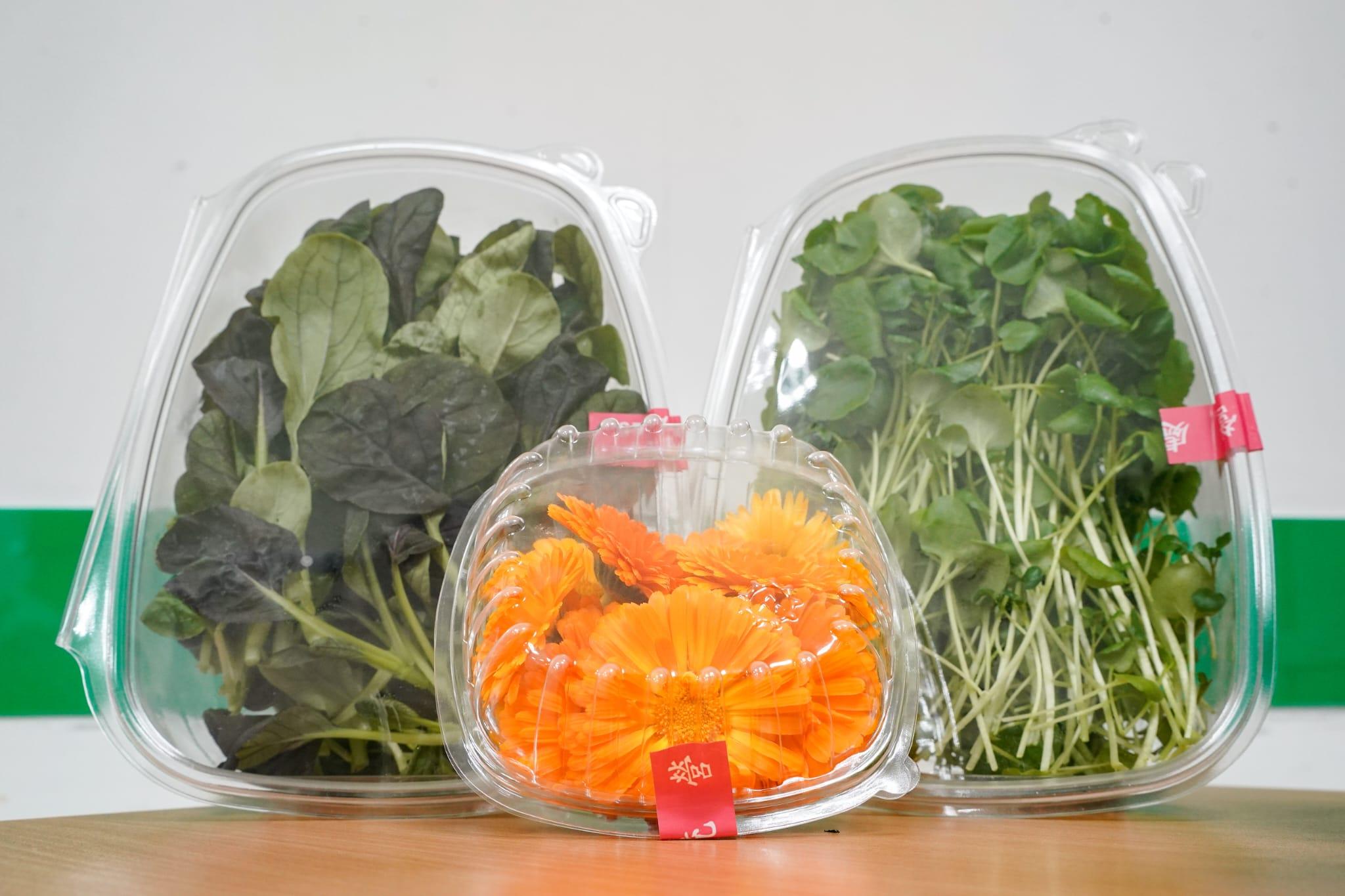 中心利用新技術成功栽種出西洋菜、紫白菜苗和金盞花。(李睿哲攝)