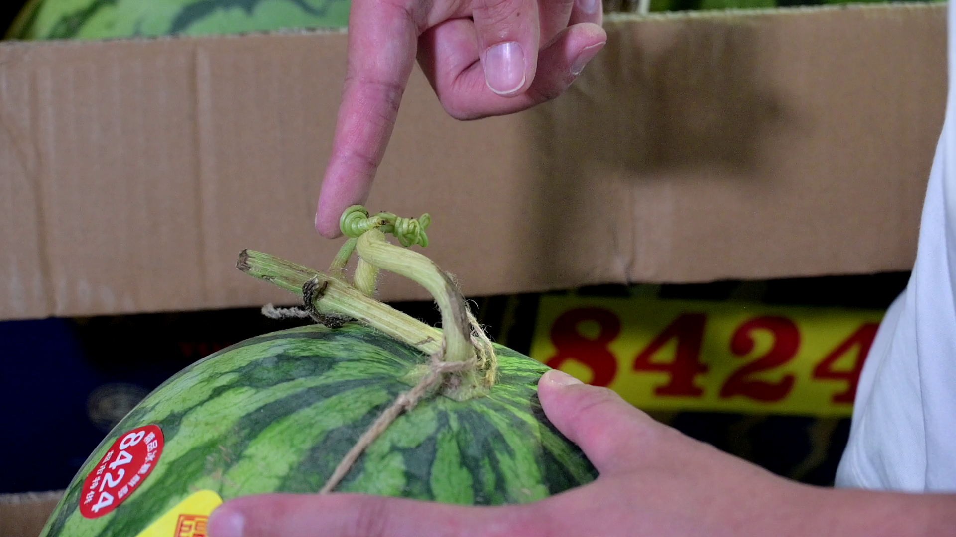 觀察紋理和莖部