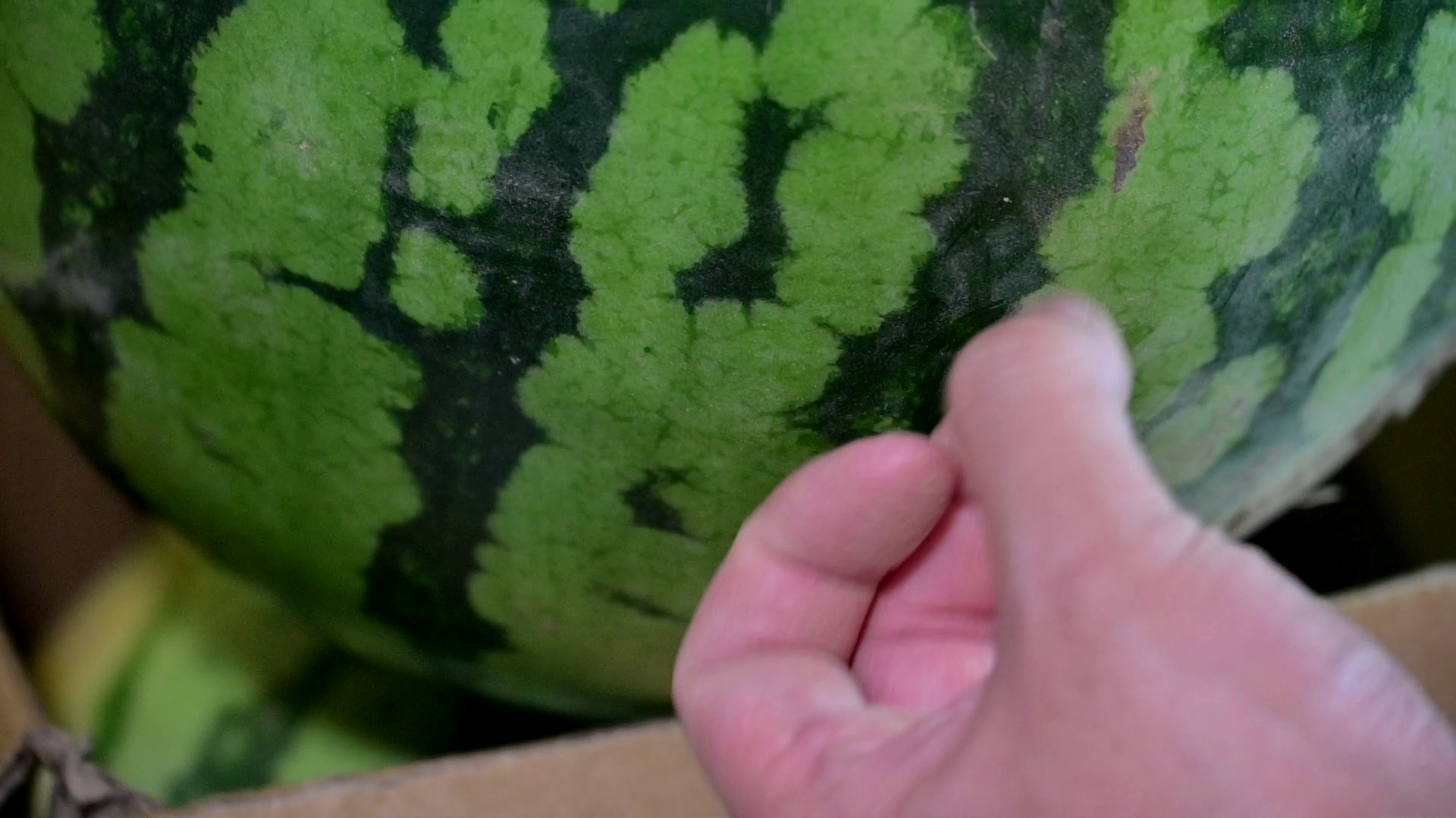 用手指彈一彈,有清脆響聲代表皮薄多汁。