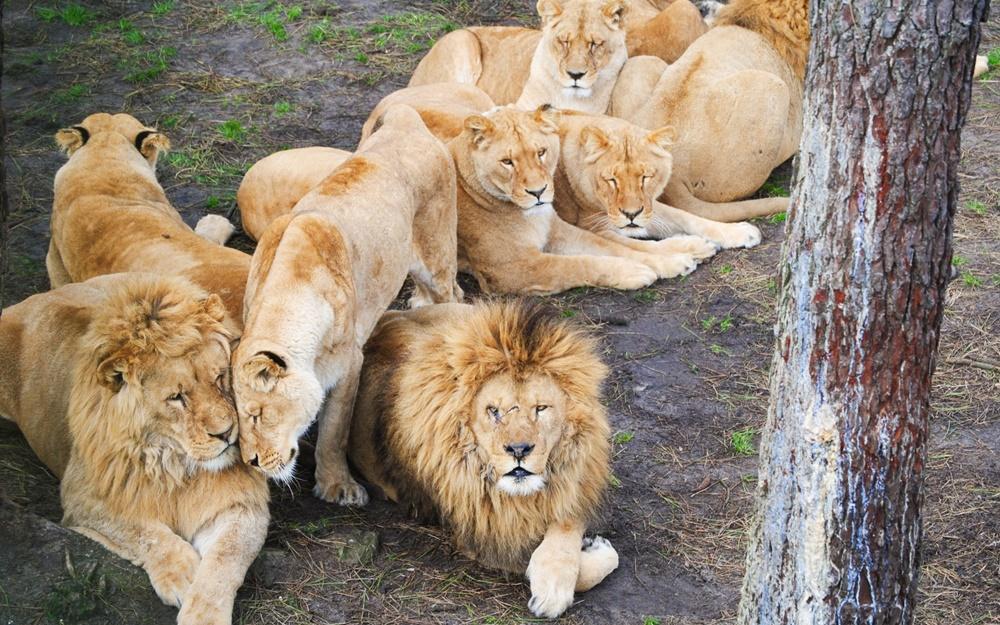 吉倫特省的動物園「Le zoo du Bassin d’Arcachon」將展開撤離動物行動。(網上圖片)