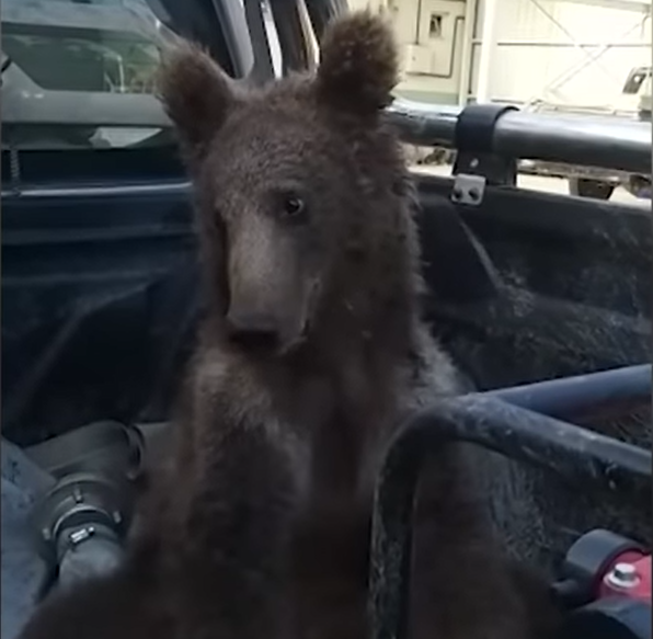 小熊似乎有點迷糊。(影片截圖)