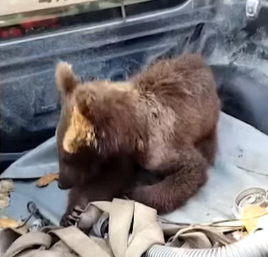 小熊似乎有點迷糊。(影片截圖)