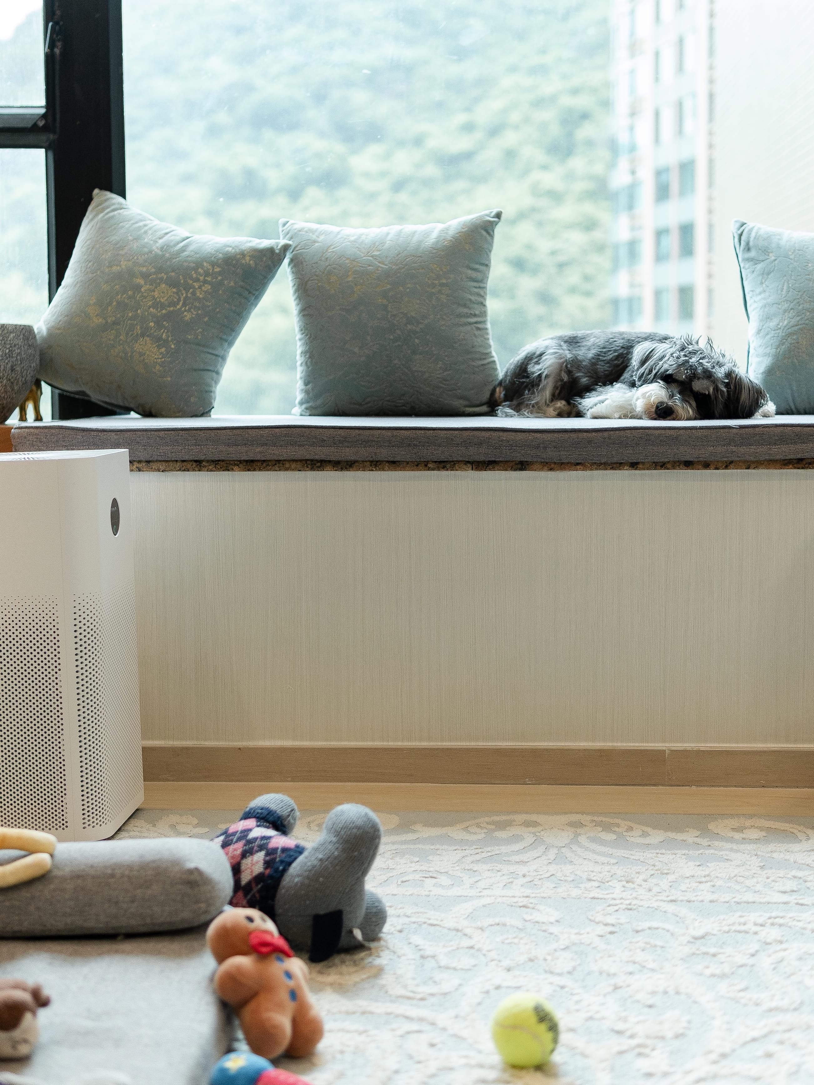 窗台位置除了放了綠色盆栽還有坐墊