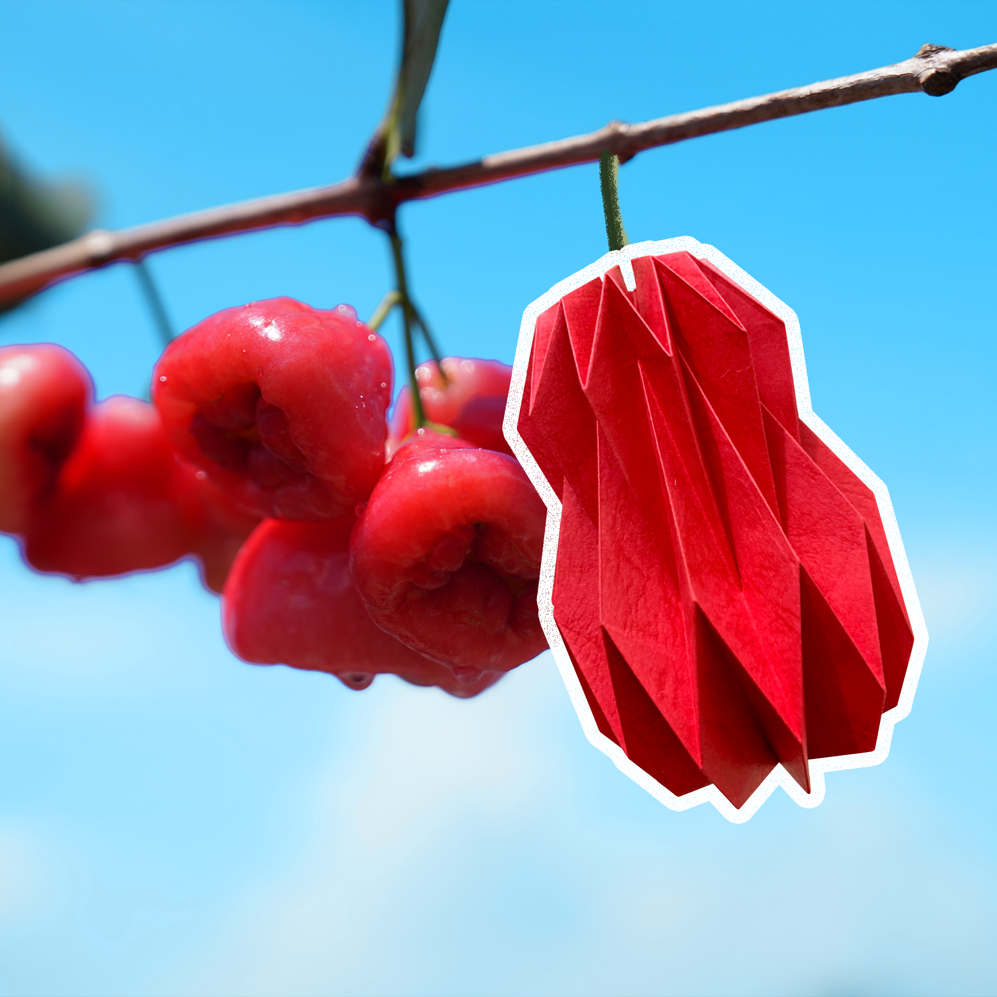 蓮霧摺紙工作坊