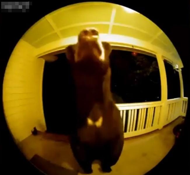 這隻黑熊來到門前,看一看四周,突然像人一樣兩腳直立起來。(YouTube)