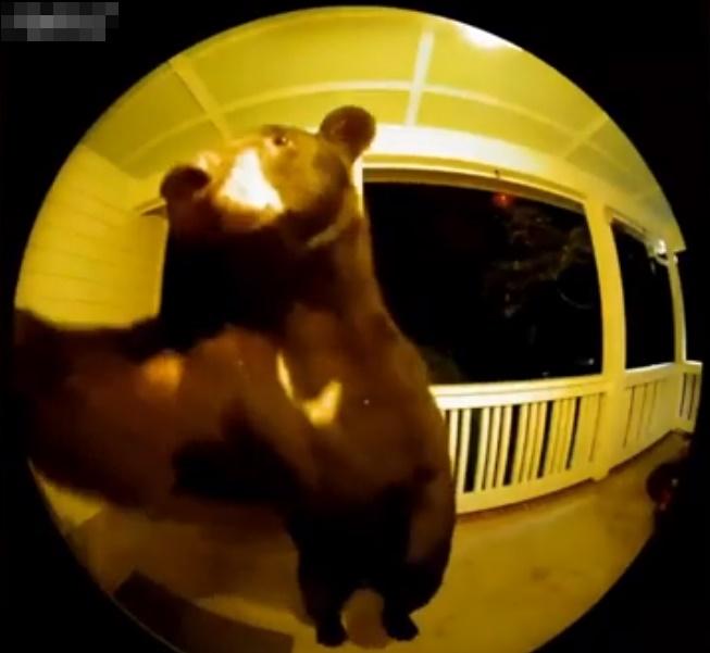 黑熊伸手去按門鐘。(YouTube)