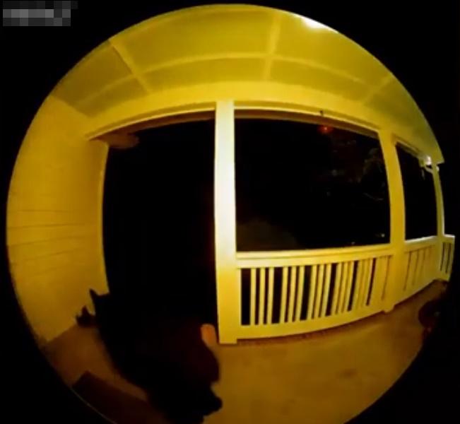 黑熊似乎因為沒有得到「回應」,未幾就轉身離開。 (YouTube)