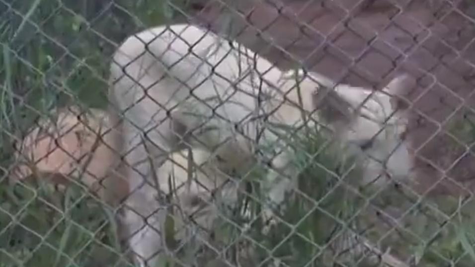 男子懷疑企圖偷走園內10個月大人氣動物小白獅遇害。(FB)