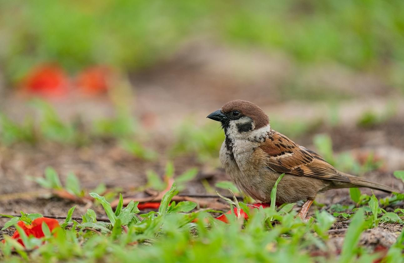 麻雀普查2022|調查推算升近四成 最多集中喺呢區