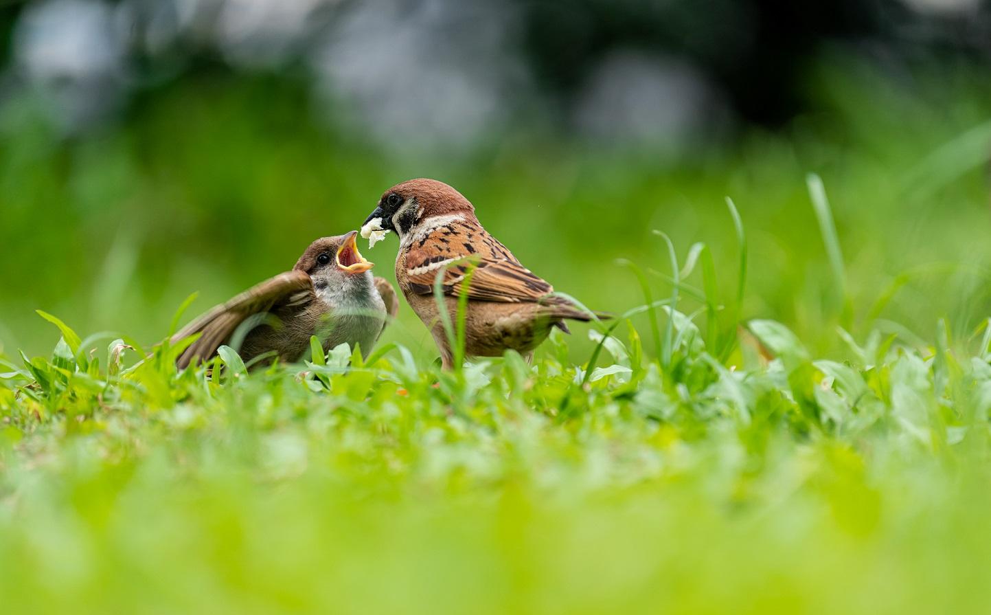 今年香港市區共有約28.7萬隻麻雀