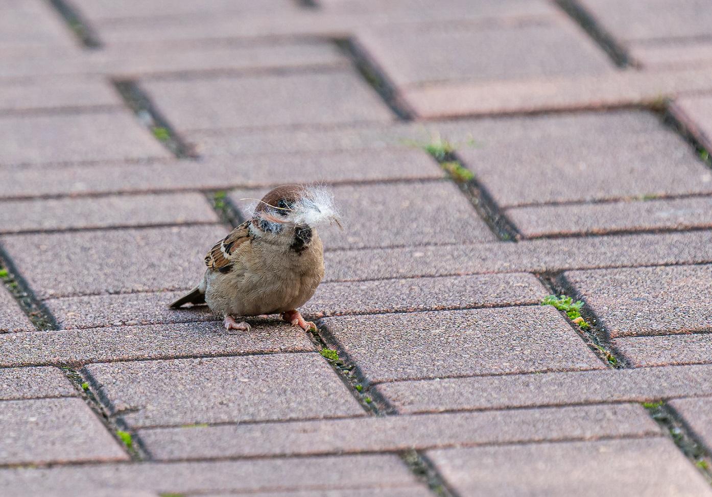觀鳥會估計因該區有較多舊樓,外牆罅隙適合麻雀築巢生活