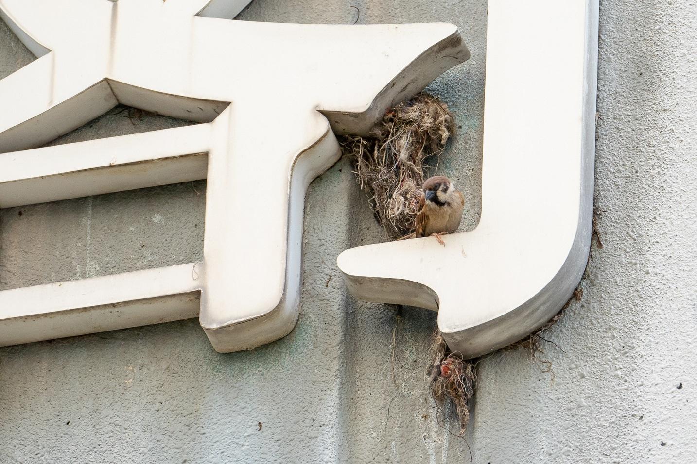 結果發現39%的麻雀均在大廈外牆築巢,20%在排水或排氣口。